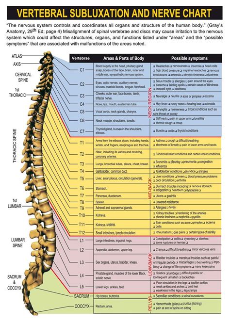 Human muscle system functions diagram facts britannica. Spinal nerve chart with effects of vertebral subluxations ...