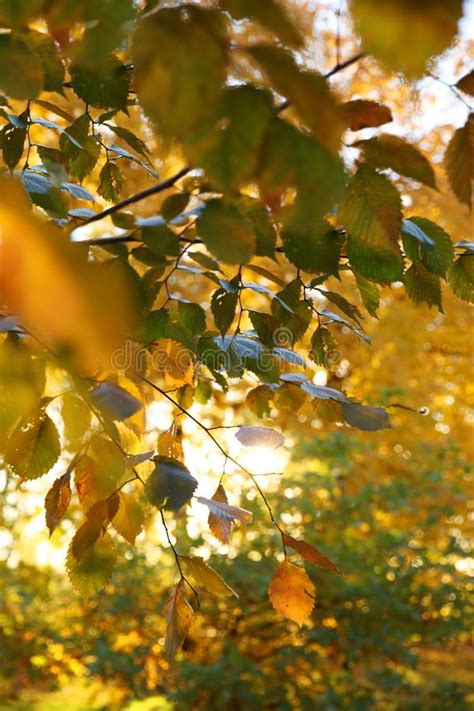 Natural Colors Of Golden Autumn The Sun Illuminates The Leaves Stock