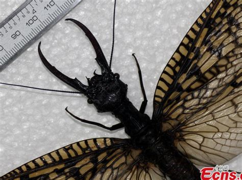 Un Insecte Géant Découvert En Chine Sciences Et Avenir