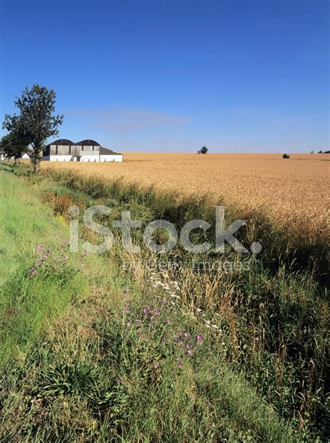 Country Lane Stock Photo Royalty Free Freeimages