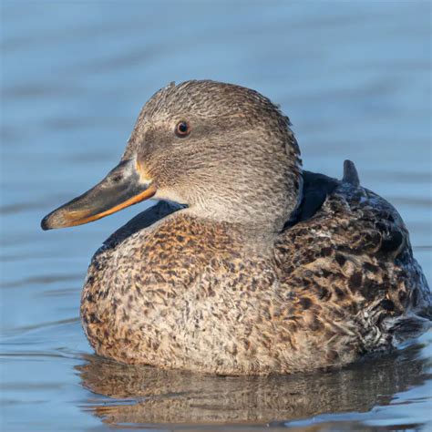 Hunting Blue Winged Teal In Alaska The Perfect Adventure For Waterfowl