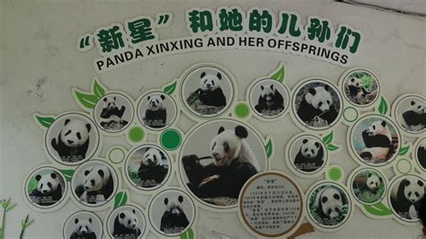 Happy Birthday To Worlds Oldest Giant Panda Xinxing Ichongqing