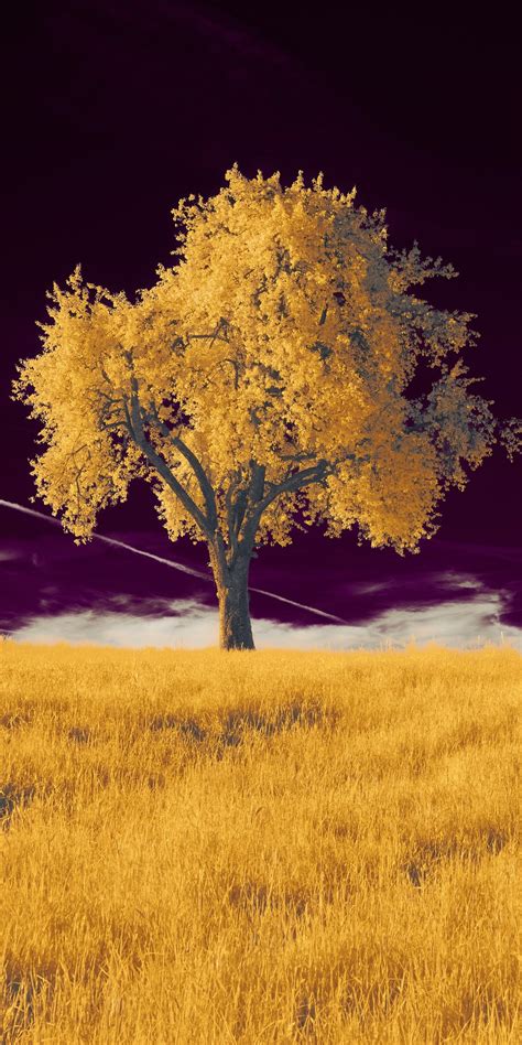 1080x2160 A Tree In A Field With A Purple Sky 5k One Plus 5thonor 7x