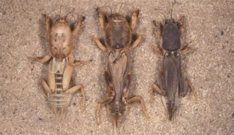What Do Crickets Eat Definitive Guide Animals Diet