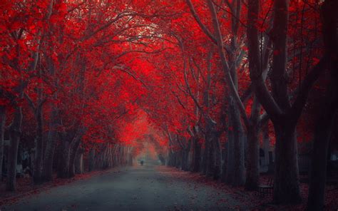 Red Forest Wallpaper Hd For Mobile Nature Wallpaper