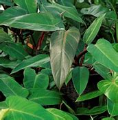 Jaga agar tanah tetap lembab, tetapi pastikan tidak memberi terlalu banyak air. Cara Budidaya Tanaman Hias Philodendron | Konsep ...