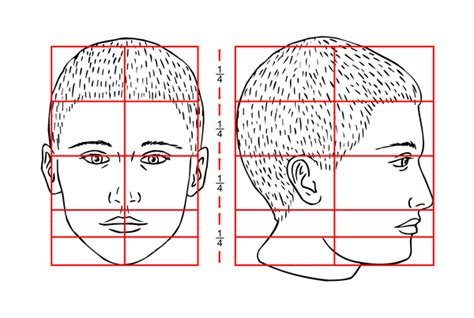 Learn How To Draw Paintings Portraits The Proportions Of The Head And Face