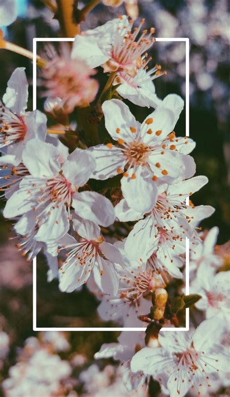 Flower aesthetic tumblr wallpapers top free flower aesthetic. Floral | Blume | Hintergründe | iPhone | Android - # ...