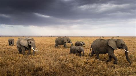 Serengeti Wallpapers Top Free Serengeti Backgrounds