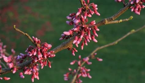 Ornamental Trees That Are Deer Resistant Garden Guides