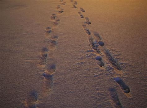 Thieves Arrested After Leaving Trail Of Footprints In Snow The