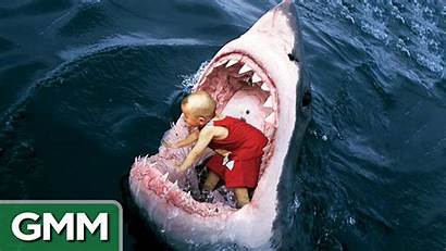Shark Swallowed Things Strangest