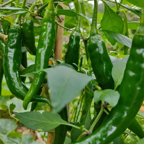 How To Grow Green Chillies