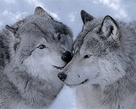Aw Wolves Are So Cool Wolf Images Wolf Photos Wolf Pictures