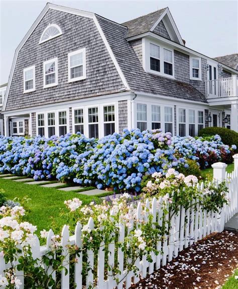 Shingled Nantucket Home With Blue Hydrangea Hedge Coastal Cottage