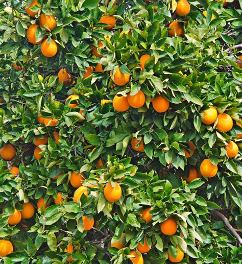 Florida Citrus Harvest Lowest In Decades Citrus Industry Magazine