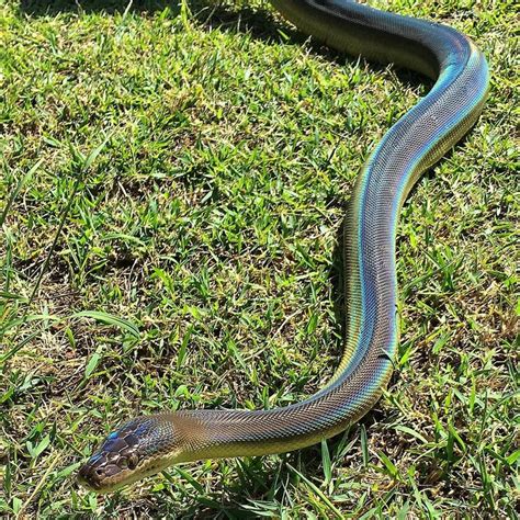 White Lipped Python Pet Snake Snake Lovers Beautiful