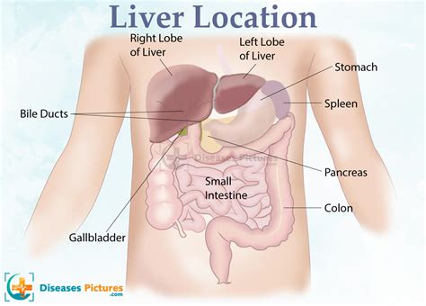 Liver Pain Causes Symptoms Treatment Location Anatomy Functions Healthmd