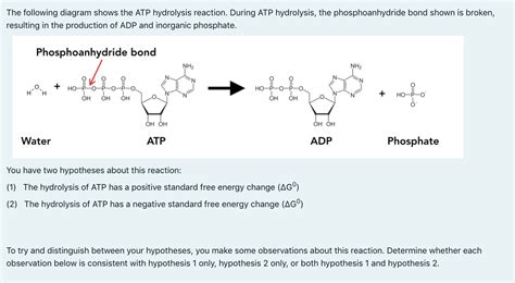 Solved The Following Diagram Shows The Atp Hydrolysis