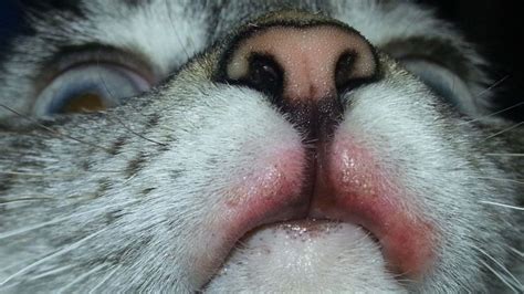 Rodent Ulcers In Cats Causes Treatment And Prognosis