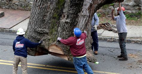 600 Year Old Tree That Witnessed History Taken Down The Seattle Times