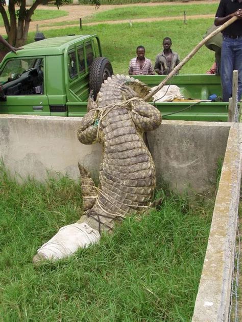 Immortal Bloodthirsty 16ft Monster Crocodile Osama Feasted On 80