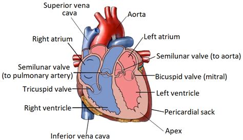 11 Anatomía Y Fisiología Del Corazón Libretexts Español
