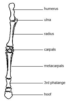 These areas are really smaller versions of the backbone area. Anatomy and Physiology of Animals/The Skeleton - Wikibooks ...
