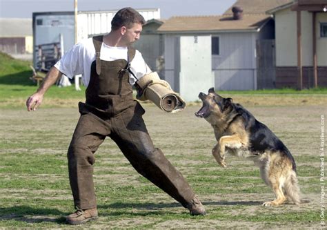 If the dog attacks your dog, do not put any part of your body between the two dogs. Attack Dog Training » GagDaily News