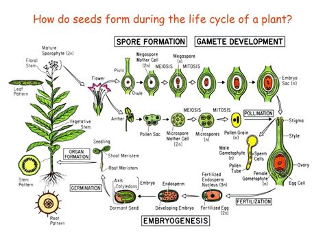 Ppt Introduction Of Seed Development And Arabidopsis Embryo