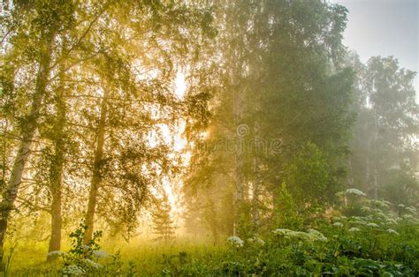Thick Morning Fog In The Summer Forest Stock Photo Image Of Blue