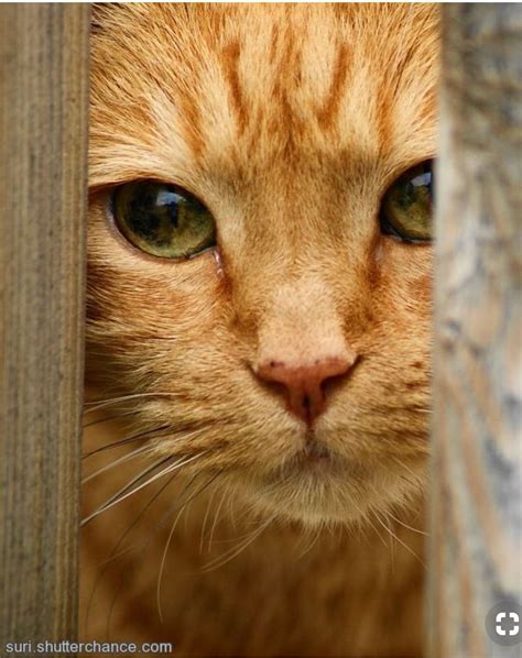 My light colored orange tabby cat, ginny, has copper colored eyes! Ginger cat | Orange tabby cats, Cute cats, Pretty cats