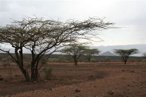 Kenyan Arid Semi Arid Lands Asals Asal Kenya Arid Drought