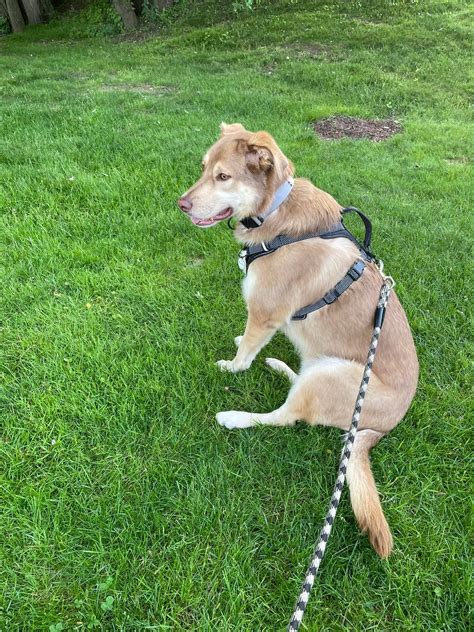 Wag a tail, Give a purr - Home