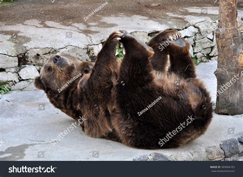 Brown Bear Lying On His Back Stock Photo 369964103 Shutterstock