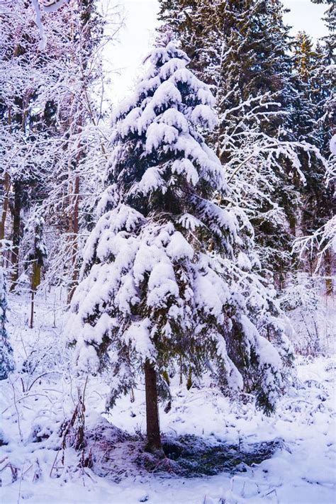 Beautiful Fir Tree Covered By Snow Stock Photo Image Of Frost North