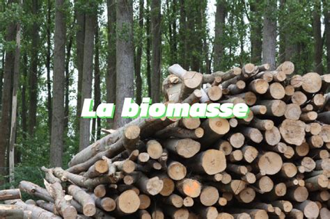Tout Ce Que Vous Devez Savoir Sur La Biomasse Qui Est Vert