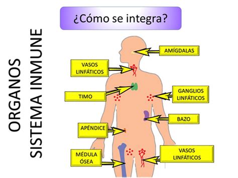 Sistema Inmunológico Nueva Escuela Mexicana Digital