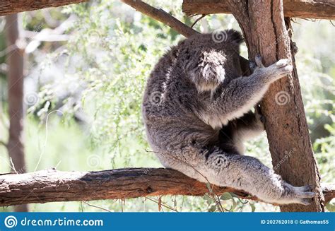 A Sleeping Koala Stock Photo Image Of Nature Asleep 202762018