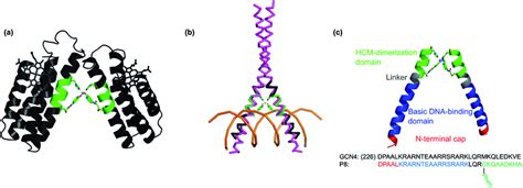 Design Of The Dna Binding Peptide P8 A The V Shaped Cyt Cb562 Dimer Download Scientific