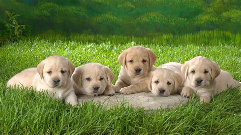Some golden lab puppies for sale may be shipped worldwide and include crate and veterinarian checkup. 30 Best Yellow Labrador Retriever Pictures And Images