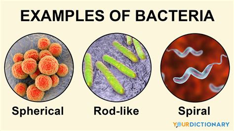 Examples Of Bacteria Types And Infections Yourdictionary