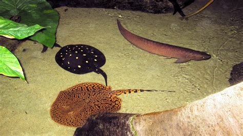 Smallest Stingray Freshwater A Guide To Its Wonders
