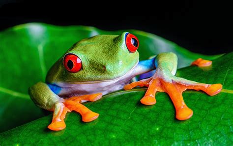 Tree Frog On A Leaf