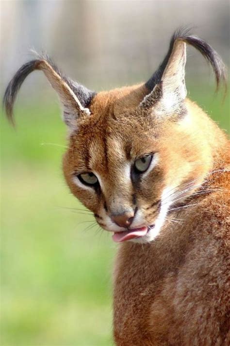 The big cats are bred specifically to be shot by wealthy hunters in south africa's lucrative canned hunting industry. 13 Facts about The Cutest Species " Caracal Cat " - Cats ...