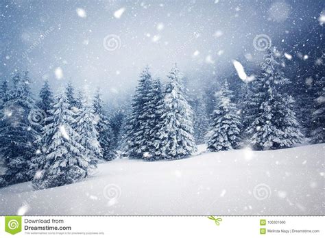 Winter Wonderland Christmas Background With Snowy Fir