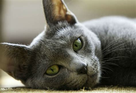 Russian Blue Cat Breed Review Argos Pet Insurance