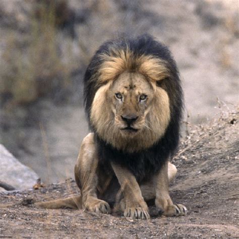 PediaPie: Male African Lions Defend Their Pride's Territory
