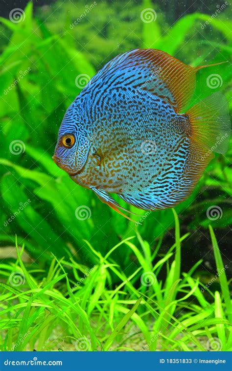 Exotic Blue Discus Fish Stock Image Image Of Cichlids 18351833