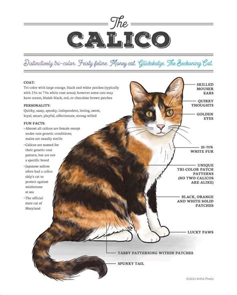 Calico Cat Names 250 Great Ideas For Naming Your Calico Kitten Artofit